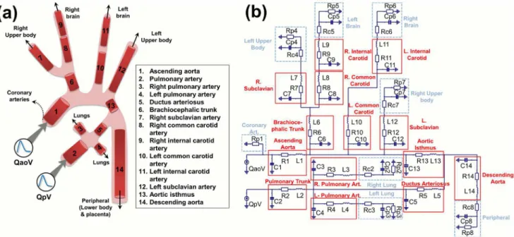 Figure 1. Anatomical simplified configuration and equivalent lumped model of the fetal circulation