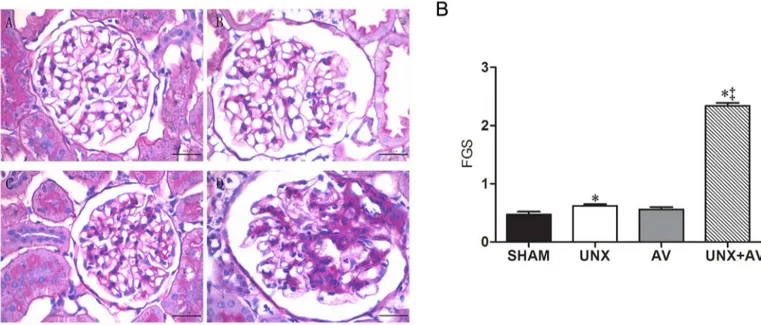 Fig 5. Histological features of renal tissue. [Sham (n = 10); UNX (n = 10); AV (n = 12); UNX+AV (n = 18)]