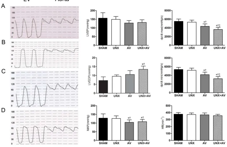 Fig 6A presented HE-stained myocardial sections showing cardiomyocyte hypertrophy in the AV group and UNX+AV group, Fig 6B presented Masson-stained myocardial section and collagen content was similar among groups