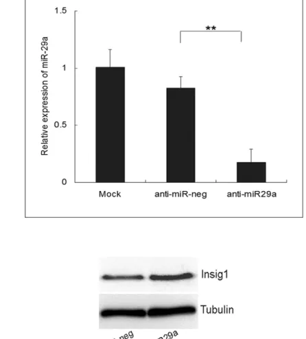 Figure 2. Expression of miR-29a in HepG2 cells transfected with 100 nM anti-miR-29a, anti-miR-neg or mock to determine the knockdown efficiency of 29a