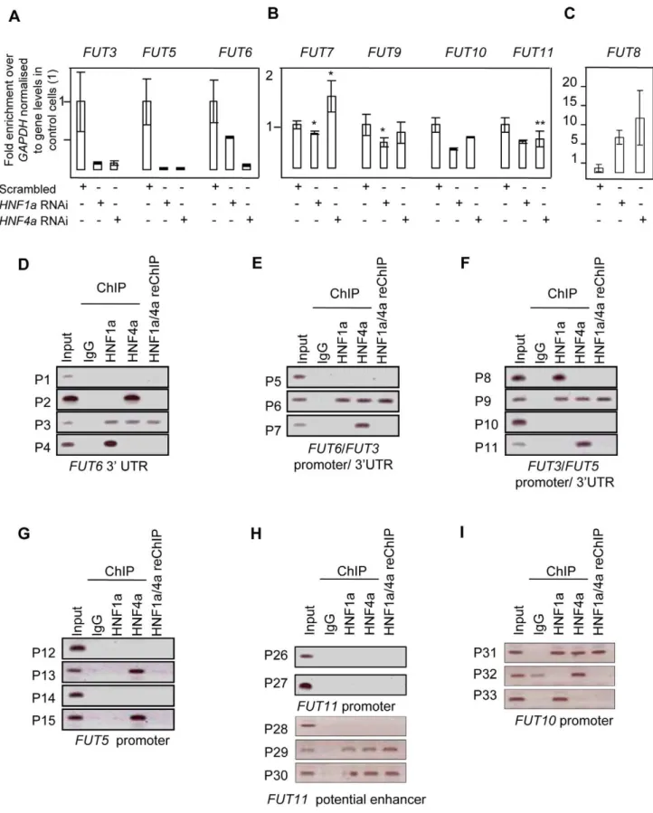 Figure 4. HNF1a is major regulator of the fucosyltransferase genes. Real time PCR for FUT3, FUT5 and FUT6 RNAs (A); FUT7, FUT9, FUT10 and FUT11 (B); FUT8 (C) after HNF1a and HNF4a RNA interference (RNAi) in HepG2 cells