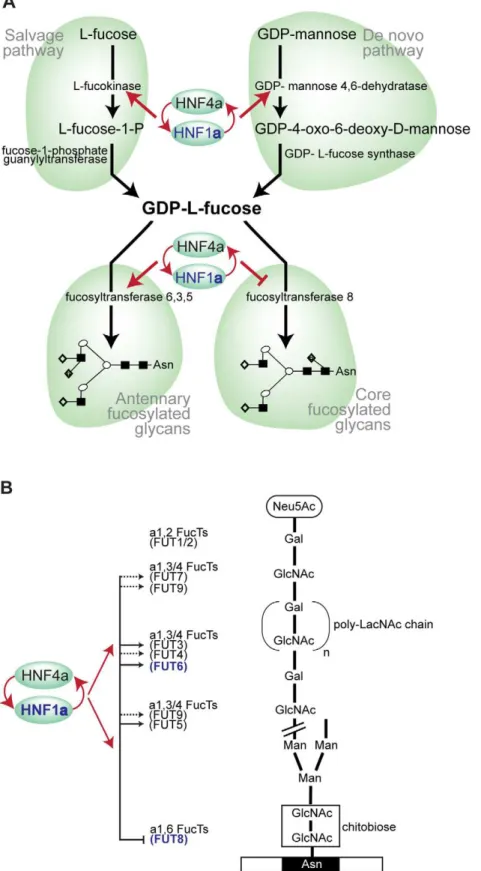 Figure 5. HNF1a is at the heart of fucosylation regulation. A). Diagram showing HNF1a and HNF4a regulation of pathways involved in fucose synthesis