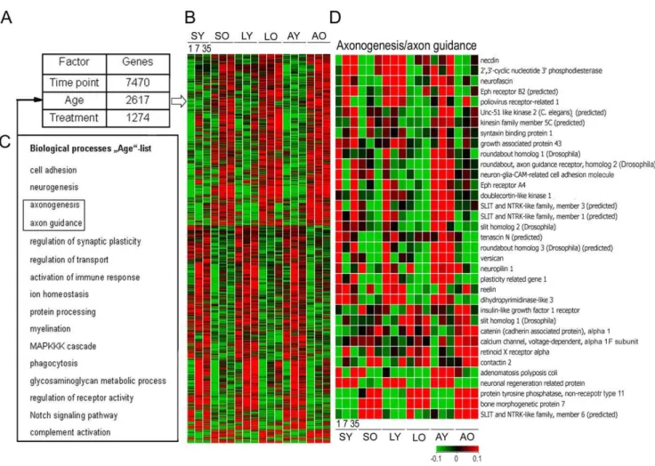 Figure 3. Aging changes the cortical expression of genes that are relevant to SCI. (A) Variance analysis of the total data set indicated that, in total, 11,361 out of 21,798 genes were significantly regulated either by time point, age or treatment