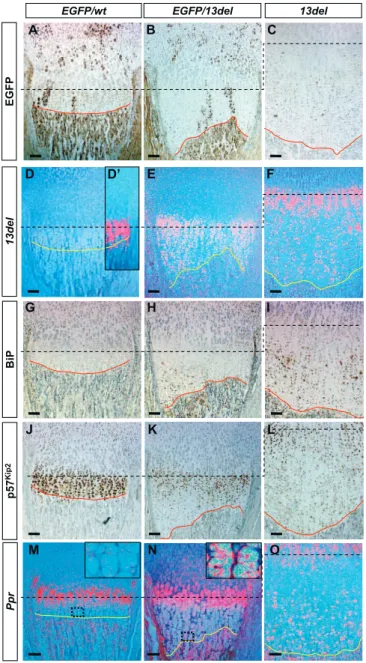 Figure 6. The Signal for the Altered Differentiation of 13del HCs Is Cell Autonomous