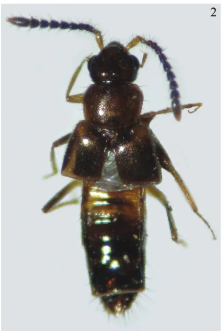Figure 2. Habitus of Myrmedonota jaliscensis Santiago-Jiménez, sp. n., male.