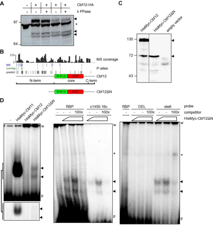 Figure 4. DNA binding is affected by the N-terminus of Cbf12. (A) Phosphatase treatment of the C-terminally HA-tagged Cbf12 protein results in a higher gel migration speed, indicating that Cbf12 (arrowheads) is phosphorylated