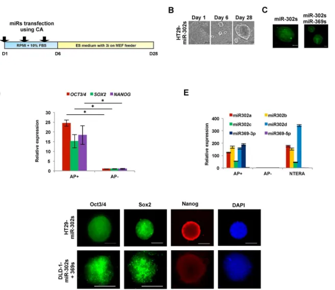 Fig 2. Characteristics of colon cancer cells upon reprogramming induced by miR-302s or miR-302s plus miR-369s