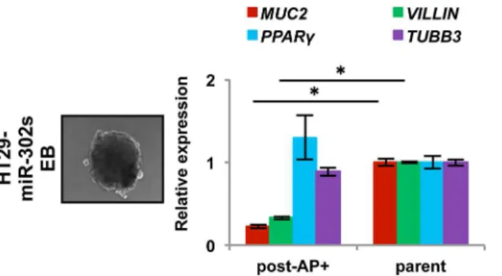Fig 4. Differentiation experiment with reprogrammed cancer cells. Embryoid body formation by HT29 cells induced by miR-302s