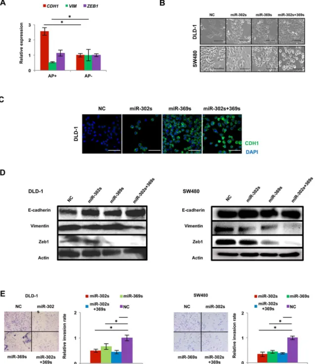 Fig 6. miR-302s plus miR-369s induce the mesenchymal-to-epithelial transition phenotype