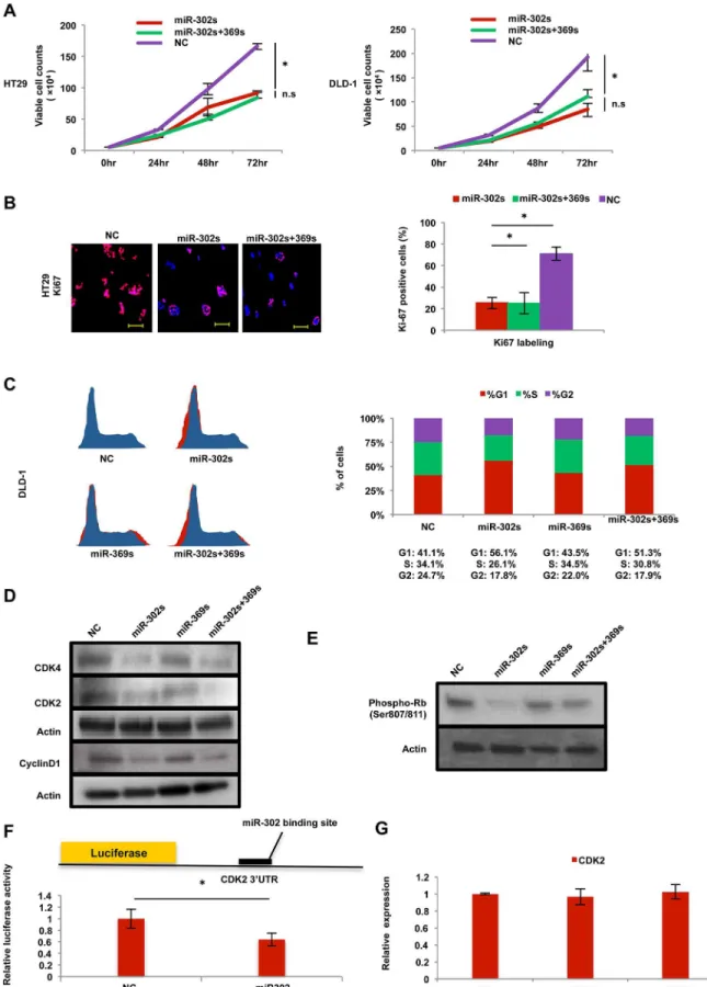 Fig 7. Effect on cell cycle and proliferation. A) Cell growth assay of HT29 and DLD-1 cells transfected with miR-302s, miR-302s plus miR-369s, or NC miR