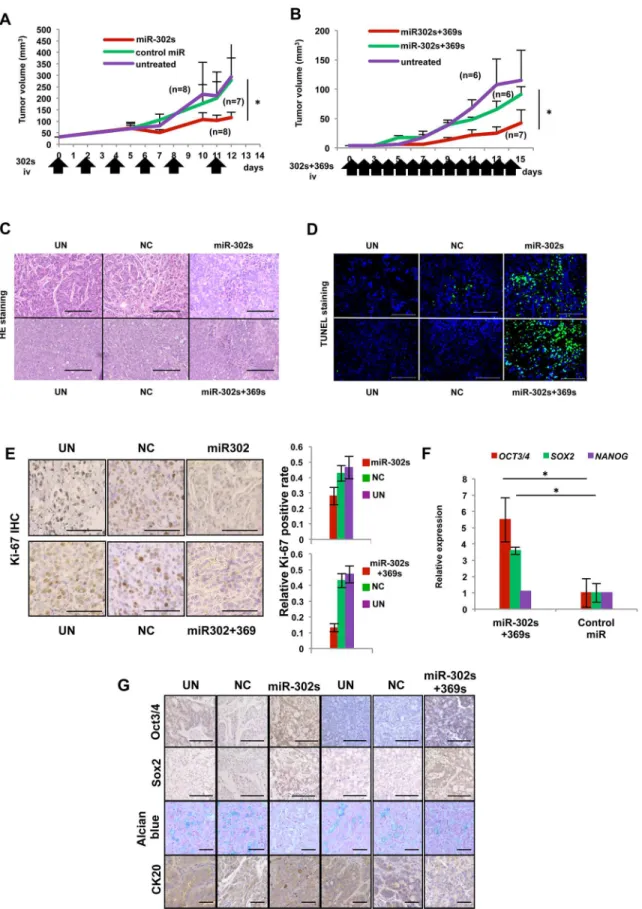 Fig 8. Anti-tumor effect by systemic administration of miR-302s plus miR-302s in vivo