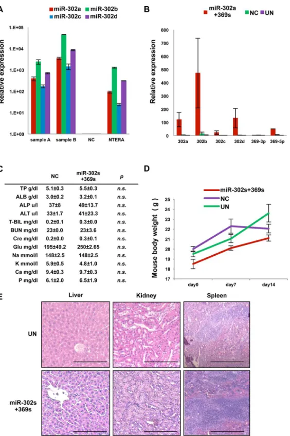 Fig 10. miR distribution and adverse effects of systemic administration. A) Relative expression of miR-302s in xenografts 24 h after intravenous injection with miR-302s two or three times daily