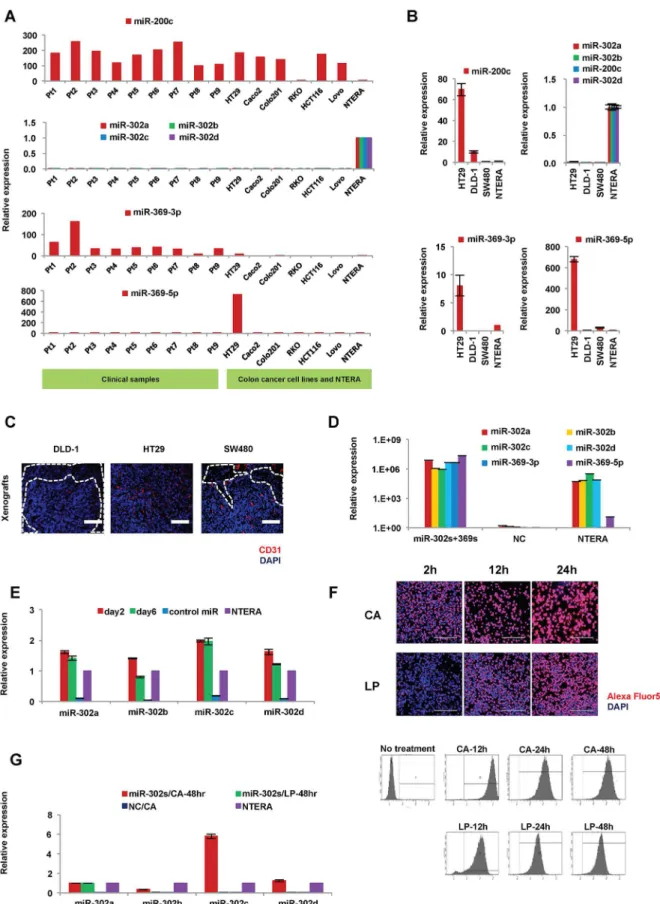 Fig 1. Expression of miRs in primary tumors and colon cancer cell lines. A) Relative expression of endogenous miR-302s (miR-302a,-b,-c, and-d), miR- miR-369s (miR-369-3p and -5p), and miR-200c in primary tumors and colon cancer cell lines