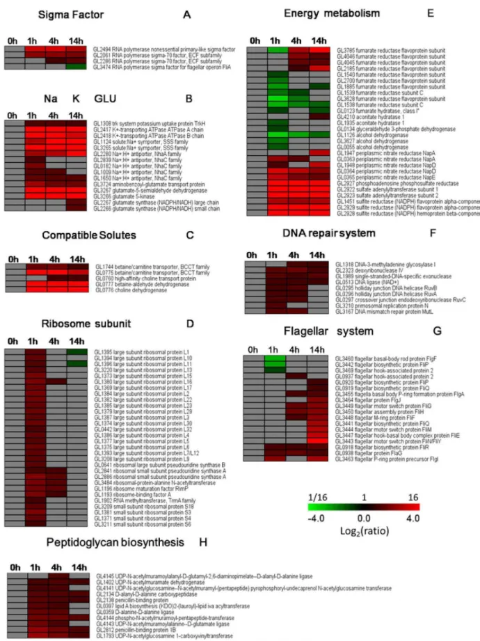 Figure 4. Alterations in high salt-related genes in S. algae 2736. The clusters were created using TMEW