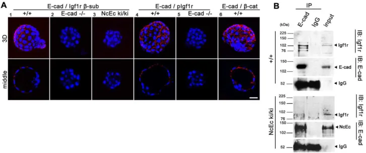 Figure 6. E-cad interacts with Igf1r and increases receptor activity in TE cells. (A) A proximity ligation assay (Duolink) examining wt (1, 4, 6), E-cad -null (2, 5) and NcEc homozygous embryos (3)