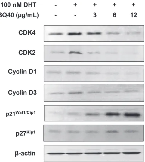 Fig 6. Protein expression of G 1 /S regulatory proteins in LNCaP cells treated with SQ40
