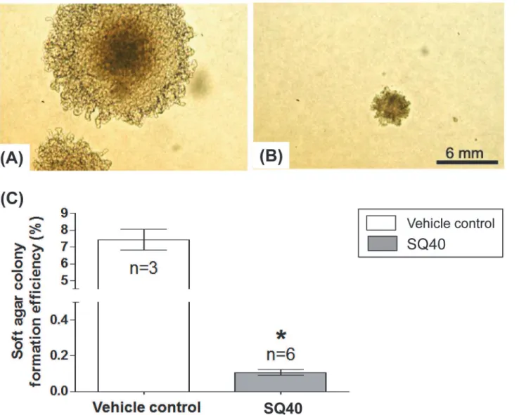 Fig 3. The effects of SQ40 on LNCaP cells anchorage-independent growth. LNCaP cells were pre-treated with SQ40 or vehicle control for 72 hours and then plated on the soft agar media for another 3 weeks