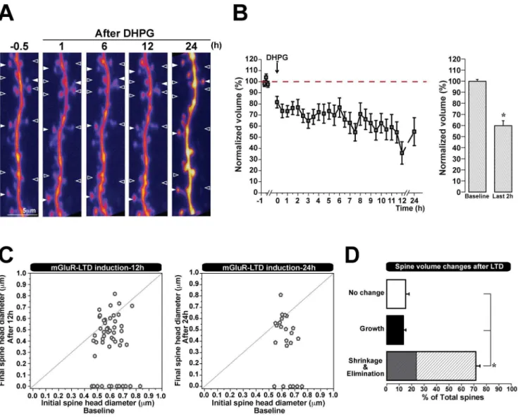 Figure 3. Spine shrinkage and elimination are independent of initial spine size. Two-dimensional plot of initial versus final spine head diameter (mm) (15 min before and 2 h after LTD)