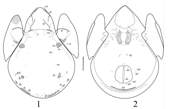 Table 1. Leg setation and solenidia of Neogalumna longiporosa sp. nov. 