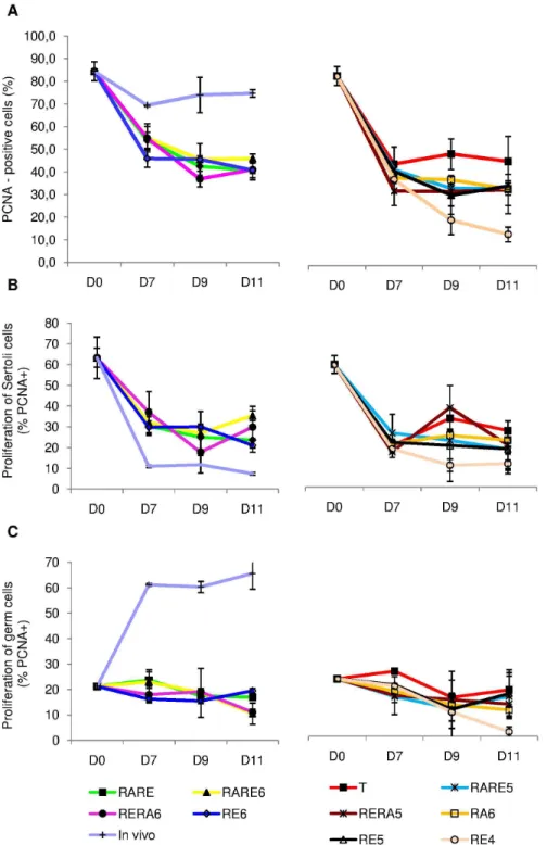 Figure  5.    PCNA  (Proliferating  Cell  Nuclear  Antigen)  expression  in  organotypic  culture  of  fresh  pre-pubertal  mouse testicular tissue