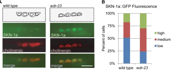 Figure 3. Analysis of whole transcriptome RNA sequencing of wdr-23 mutants expressing neuronal WDR-23