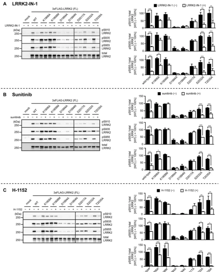 Figure 3. Inhibitor-induced dephosphorylation of kinase-inactive LRRK2. HEK293 cells transfected with wild-type, K1906A, K1906M, D1994A, D1994N, D2017A, S2032A or T2035A LRRK2 were treated with (A) 3 mM LRRK2-IN-1 or the solvent (0.1% DMSO) for 30 min, (B)