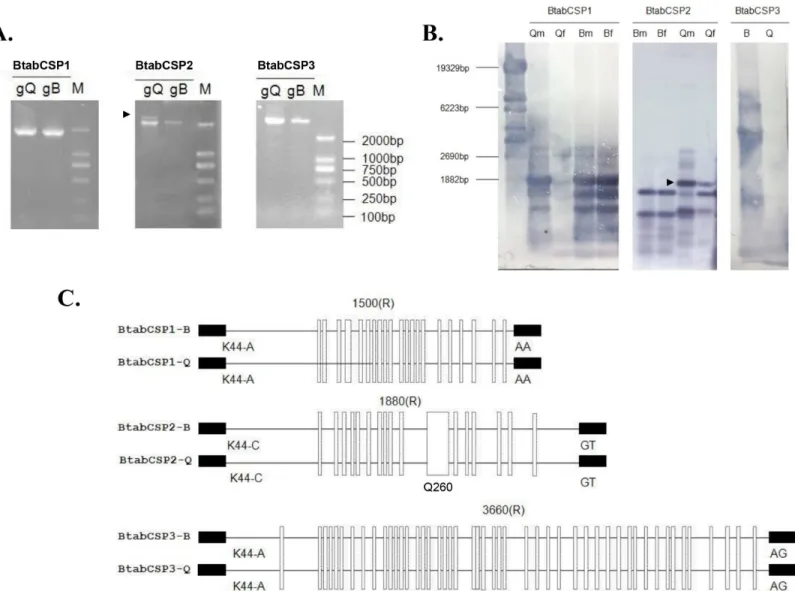 Fig 2. Identification of B. tabaci CSP1, CSP2 and CSP3 gene structures in B and Q biotypes