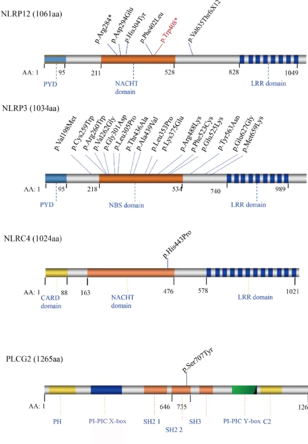 Fig 4. Schematic Diagram of Mutations in the Encoded Proteins of NLRP12/NLRP3/NLRC4/PLCG2 Genes Associated with FCAS