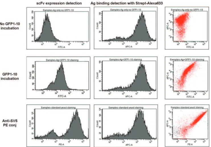 Figure 6. Yeast display of scFv-D1.3-GFP11. The scFv-D1.3-GFP11 containing both the GFP11 peptide as well as the peptide epitope recognized by SV5 was displayed on the surface of yeast cells
