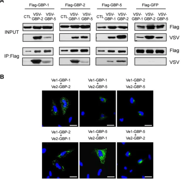 Figure 5. The intracellular localization of GBPs is regulated by heterodimerization in a hierarchical manner