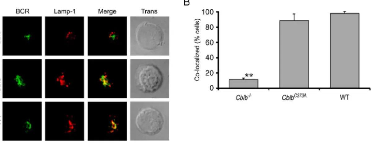 Figure 4. BCR endocytic trafficking is normal in splenocytes expressing an E3 ligase dead mutant of Cbl-b ( Cblb C373A )