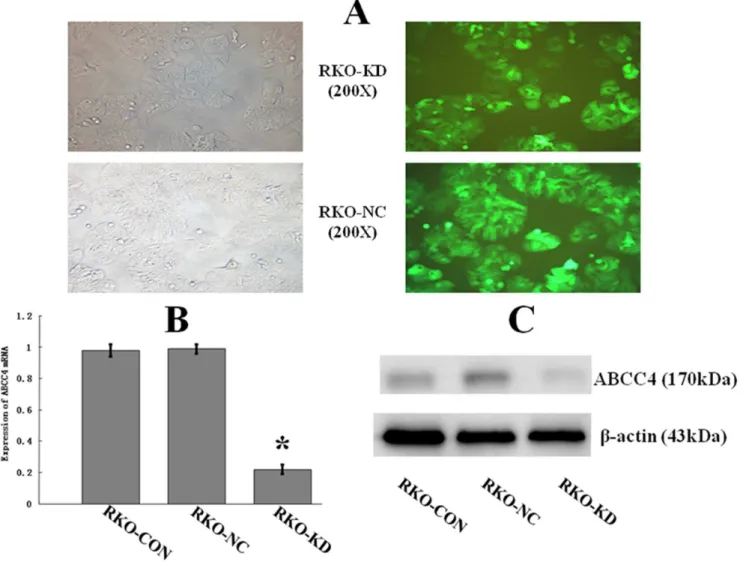 Figure 3. Down-regulation of ABCC4 Expression in RKO-KD Cell Line by RNA Interference