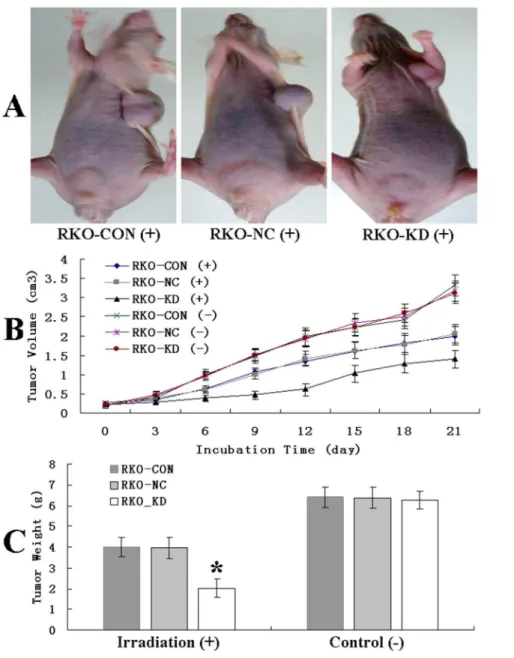 Figure 4. Down-regulation of ABCC4 Expression Significantly Enhanced Irradiation-induced Suppression of Tumor Growth in Xenograft Model