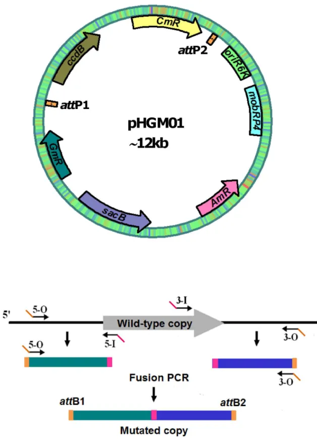 Figure 2.  The att-based mutagenesis developed in this study.  A. Mutational construct delivery vector pHGM01