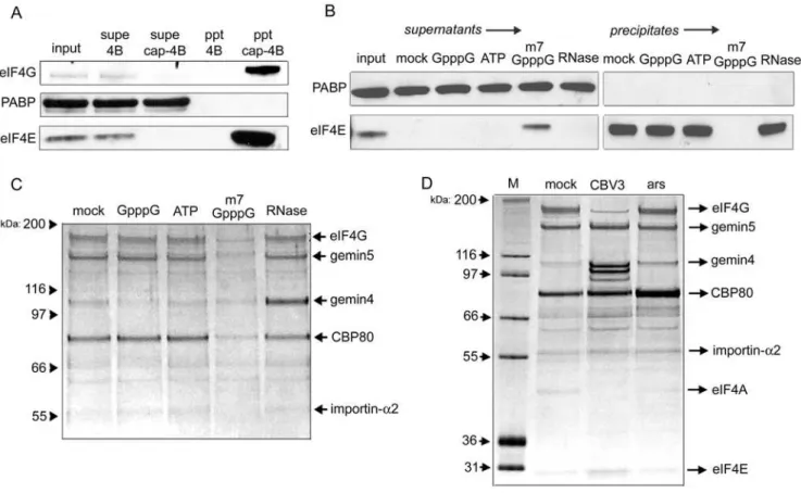 Figure 1. Characterization of proteins purified by cap-affinity chromatography. (A) HeLa cytoplasmic lysate was applied to m 7 G-sepharose 4B or sepharose 4B alone