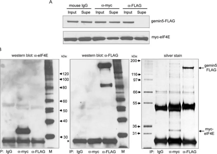 Figure 4. Gemin5 fails to detectably interact with eIF4E in co-IP experiments. 293T cells were co-transfected with gemin5 and eIF4E expression constructs as in figure 2 and cytoplasmic lysate was used for IP using the indicated murine antibodies (IgG, a-my