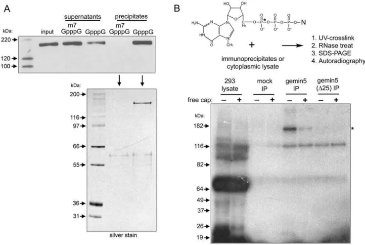 Figure 5. Gemin5 binds directly to the m 7 G cap structure. (A) FLAG-tagged gemin5 was immunoprecipitated and released from the resin with FLAG peptide