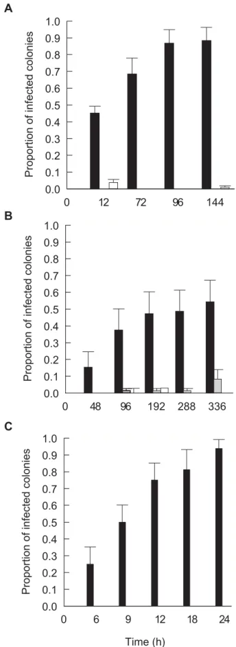 Figure 6. Disease transmission: A. Mean proportion of infected Pachyseris speciosa coral fragments displaying WS signs following exposure to cultures of P3–P6 in comparison to proportions in