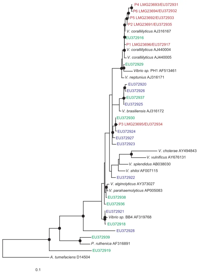 Figure 7. Phylogenetic tree of proteolitically-active isolates: Evolutionary distance maximum likelihood analysis based on 16S rRNA gene sequences of isolates obtained by this study