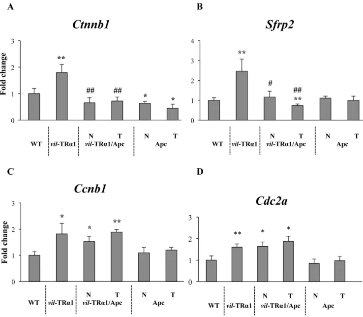 Figure 1. Analysis of TRa1 target genes in mice of different genotypes. RT-qPCR experiments were performed in the intestine of 6-month- 6-month-old mice of the indicated genotype to analyze the mRNA levels of Ctnnb1 (A), Sfrp2 (B), Ccnb1 (C) and Cdc2a (D)