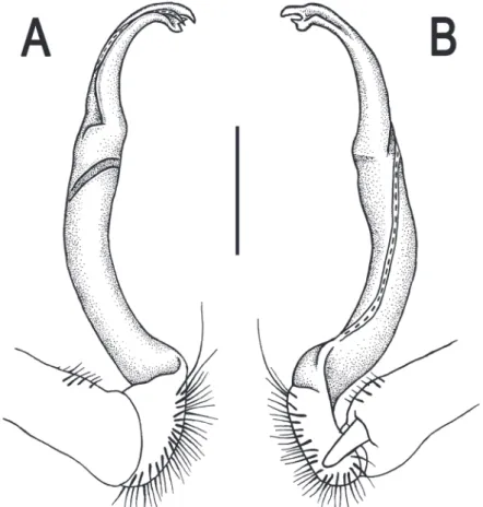 Figure 6. Orthomorpha cambodjana (Attems, 1953), ♂. A, B right gonopod, lateral and mesal views,  respectively