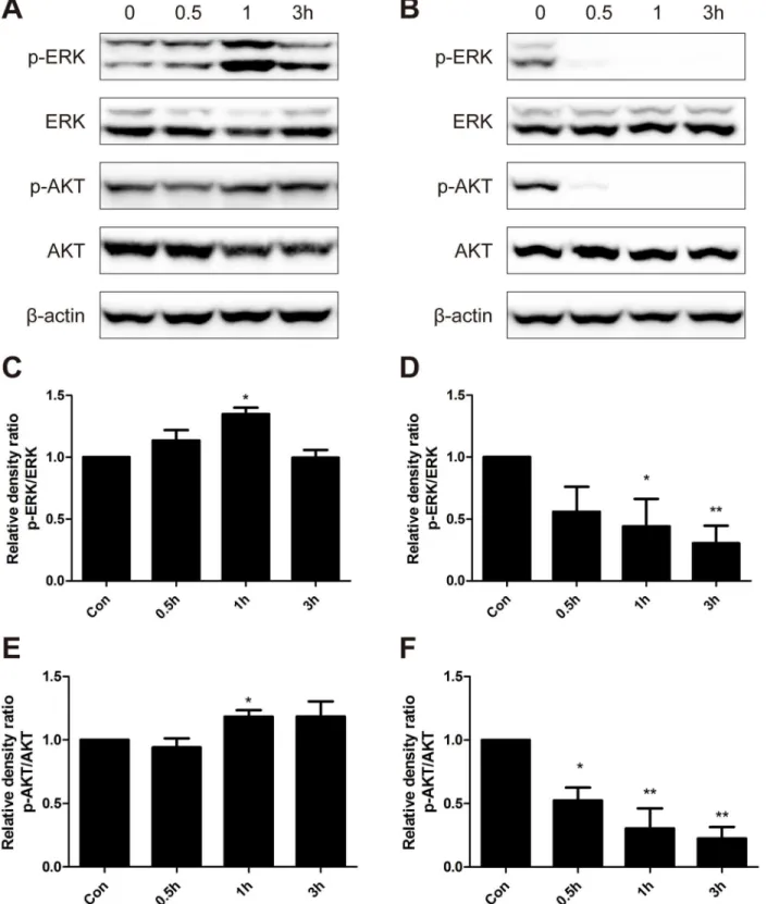 Fig 3. Western blot analysis of protein expression levels of p-ERK, ERK, p-AKT and AKT
