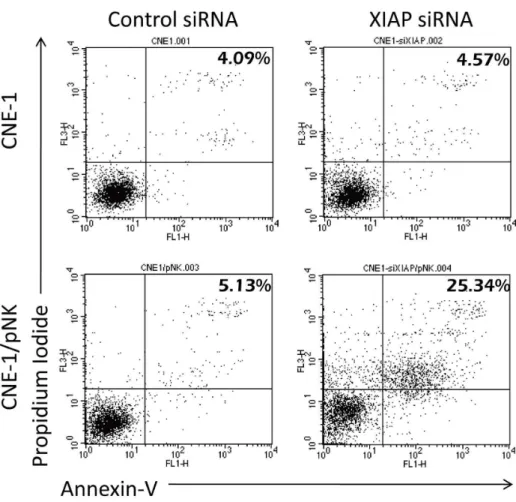 Figure 6. Primary NK cells sensitized tumor cells with same pathway. CNE-1 cells were transfected with 80 nM of XIAP siRNA for 16 h and co- co-cultured with pNK cells for 4 h before pNK cells were washed away