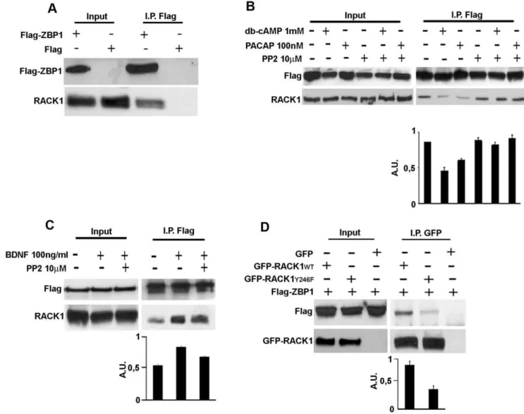 Figure 2. Src kinase regulates the RACK1/ZBP1 complex and the Y246 of RACK1 is critical for the binding with ZBP1