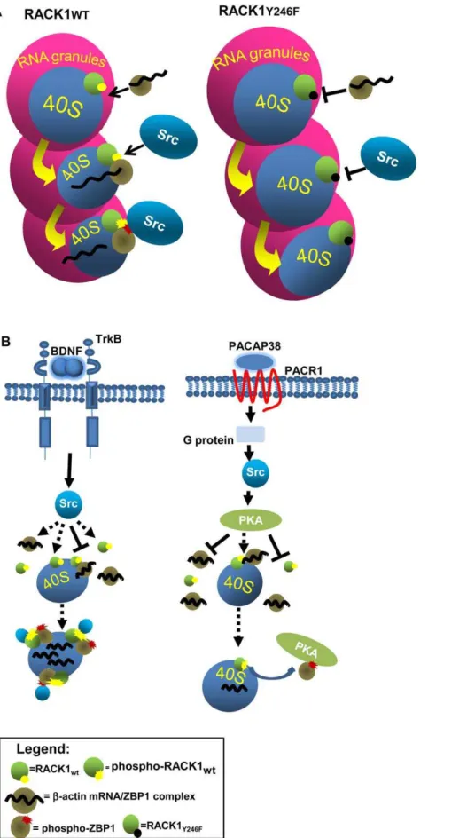 Figure 6. Molecular mechanism of RACK1/ZBP1 complex regulating the release and translation of b-actin mRNA