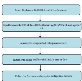 Fig. 10:  The Gel filtration procedure used to purify  collagenase enzyme by Sivakumar et al