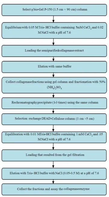 Fig. 11: Chromatographic procedure used to purify collagenase enzyme by Sakamoto et al