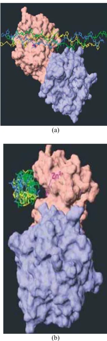 Fig. 3:  Collagen triple-helical peptides: (A) manually  aligned into the active site of the catalytic  domain of porcine MMP-1, (B) rotated 90° to  the left, the active site shown as a cleft is  unoccupied by the triple-helical peptide  substrate, pink: c