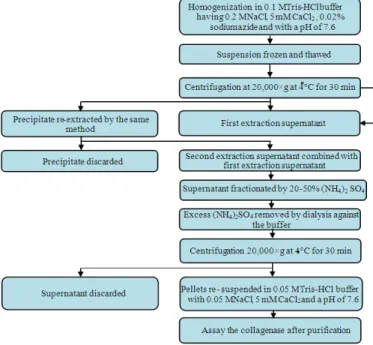 Fig. 8:  The modified Tris-buffer extraction and fractionation procedure of collagenase enzyme from rabbit tumour  tissue used by McCroskery et al