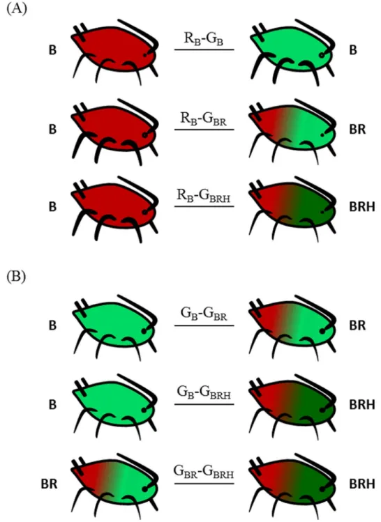 Fig 1. The experimental treatments. The six experimental treatments combining pairs of aphid types in order to test the effects of colour and symbiotic complement on aphid survival under predation pressure.